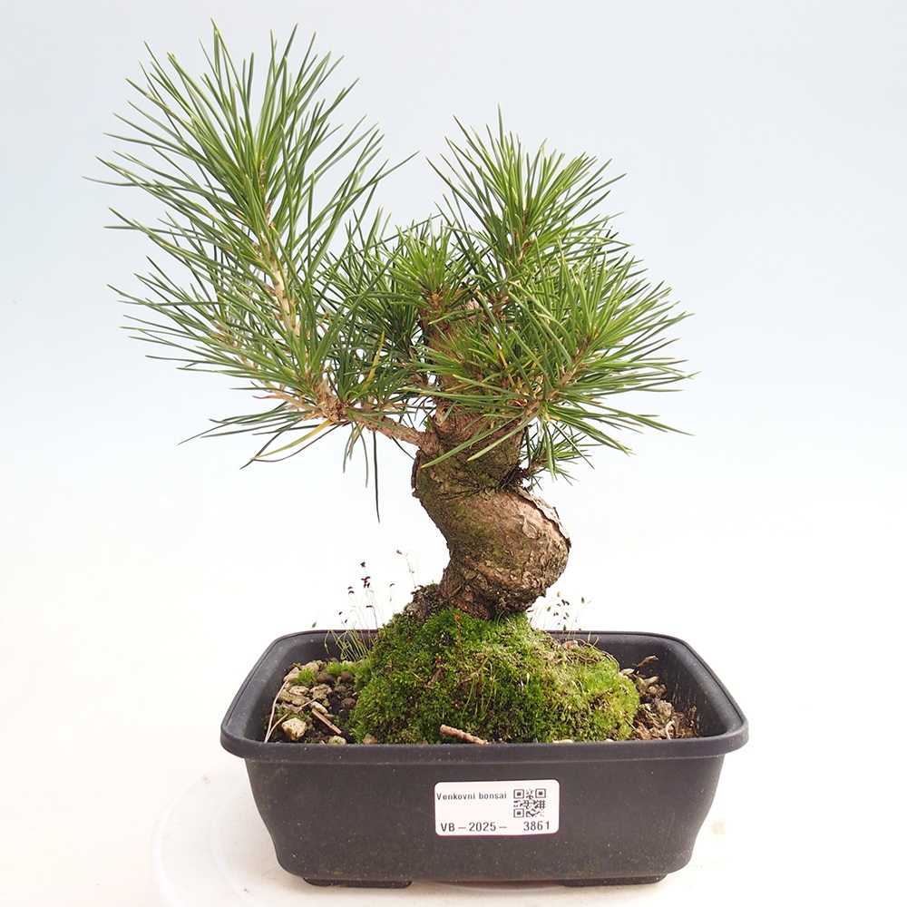 Bonsai für draußen - Pinus thunbergii - Thunberg-Kiefer