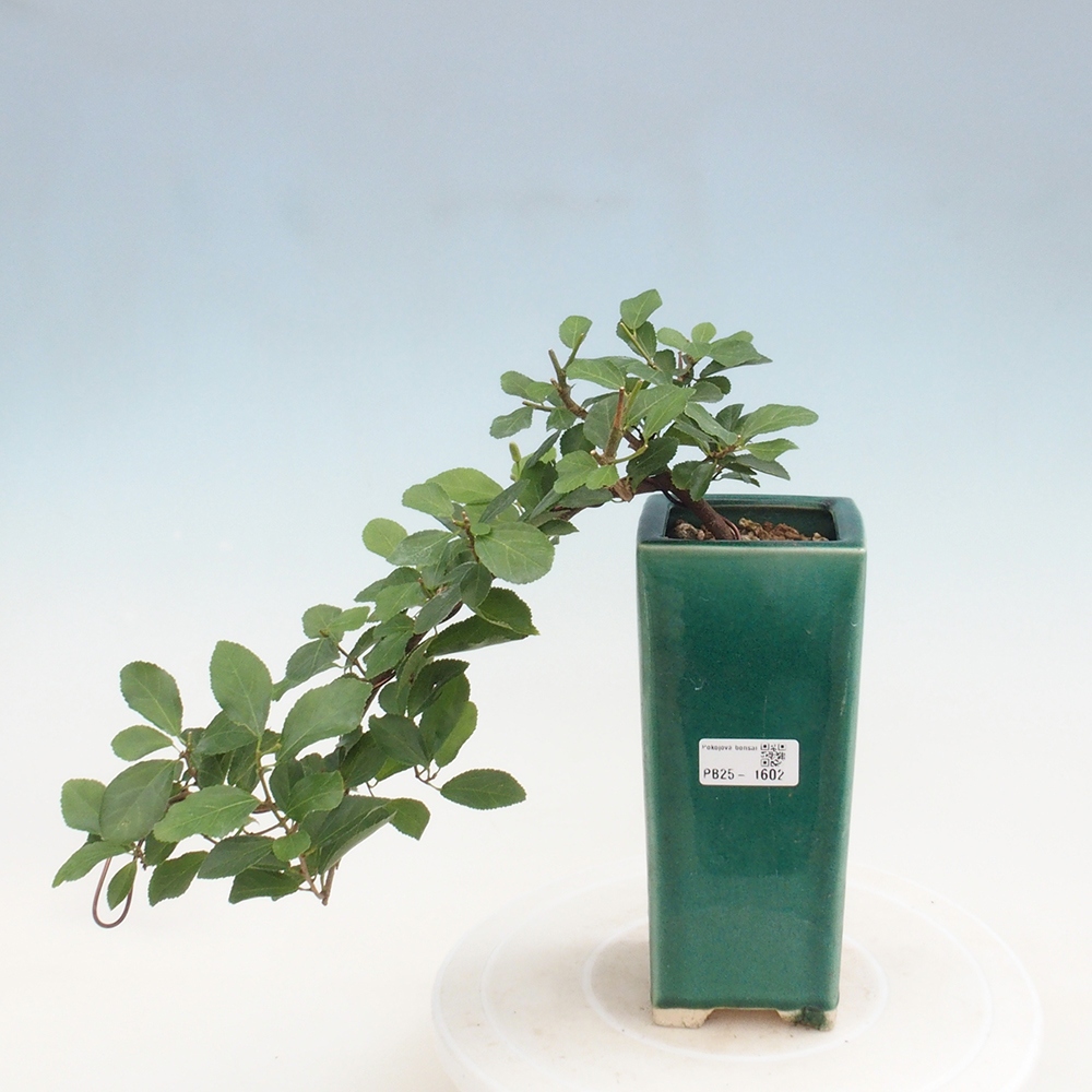 Zimmerbonsai - Grewia occidentalis - Lavendel Seestern