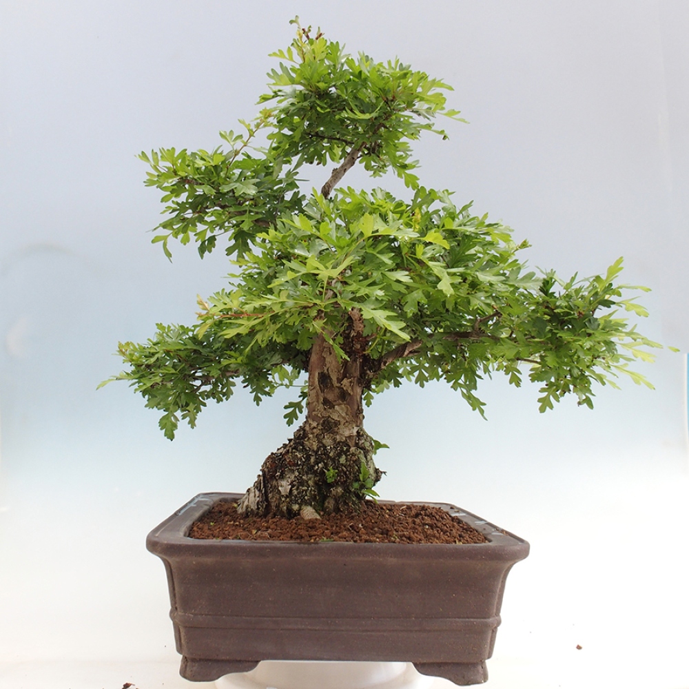 Bonsai für draußen - Weißdorn - Crataegus monogyna