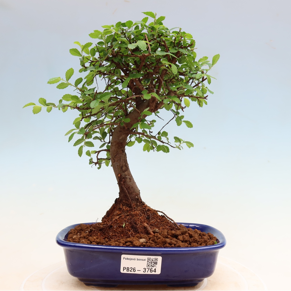 Zimmerbonsai - Ulmus parvifolia - Kleinblättrige Ulme