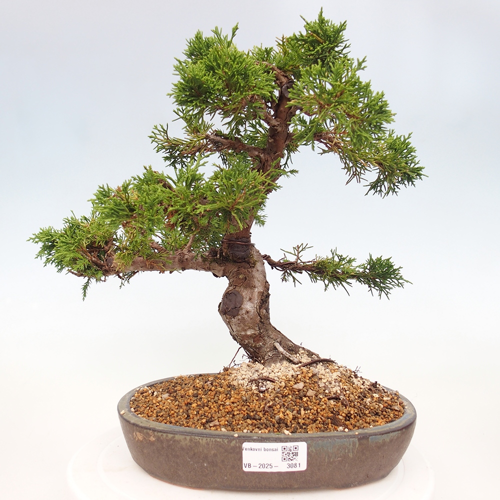 Bonsai für draußen - Juniperus chinensis Itoigawa