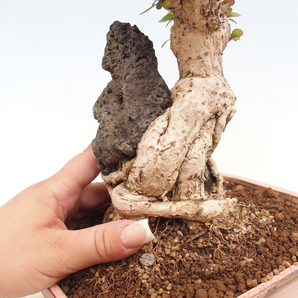 Bonsai für draußen - Berberis coreana