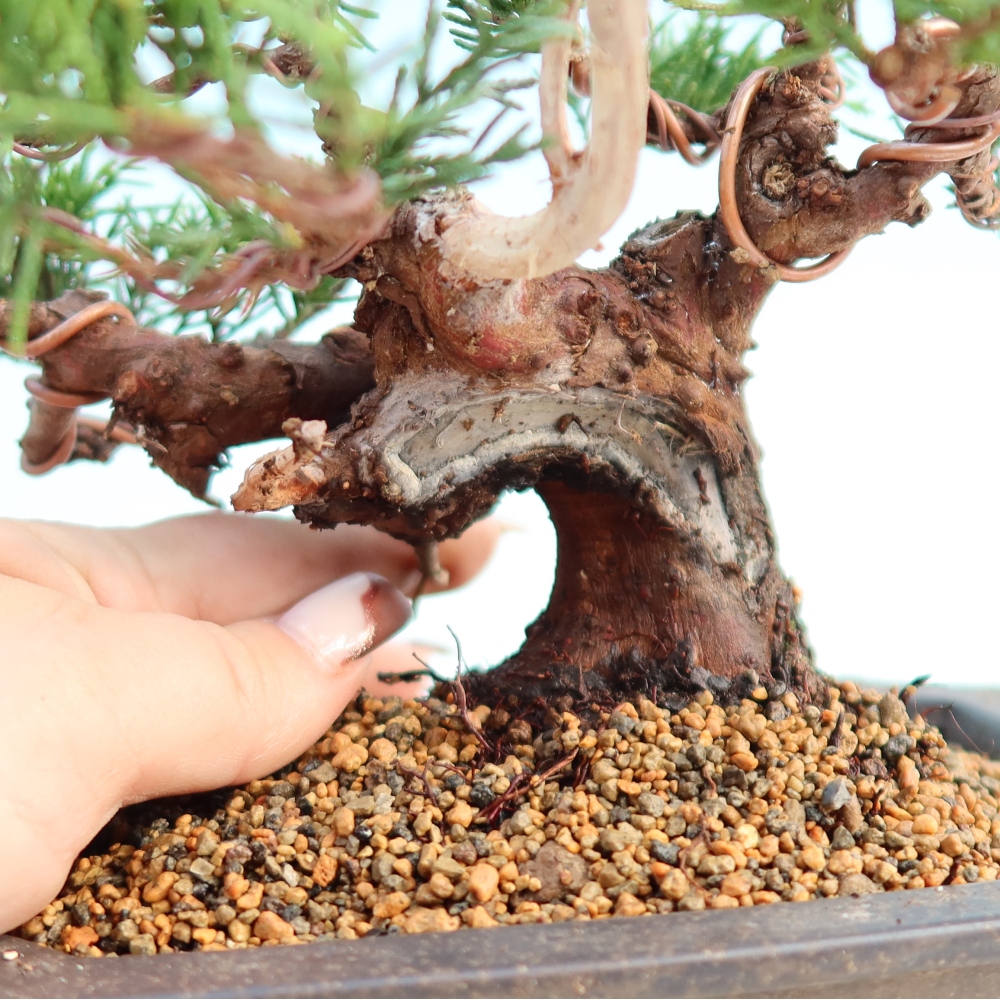 Bonsai für draußen - Juniperus chinensis Itoigawa