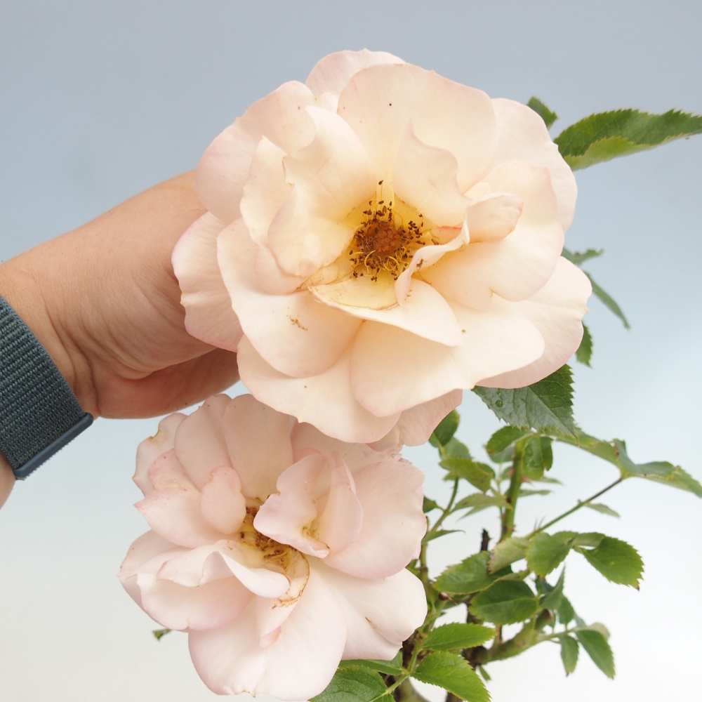 Bonsai für draußen - Rosa Kordes - Rose