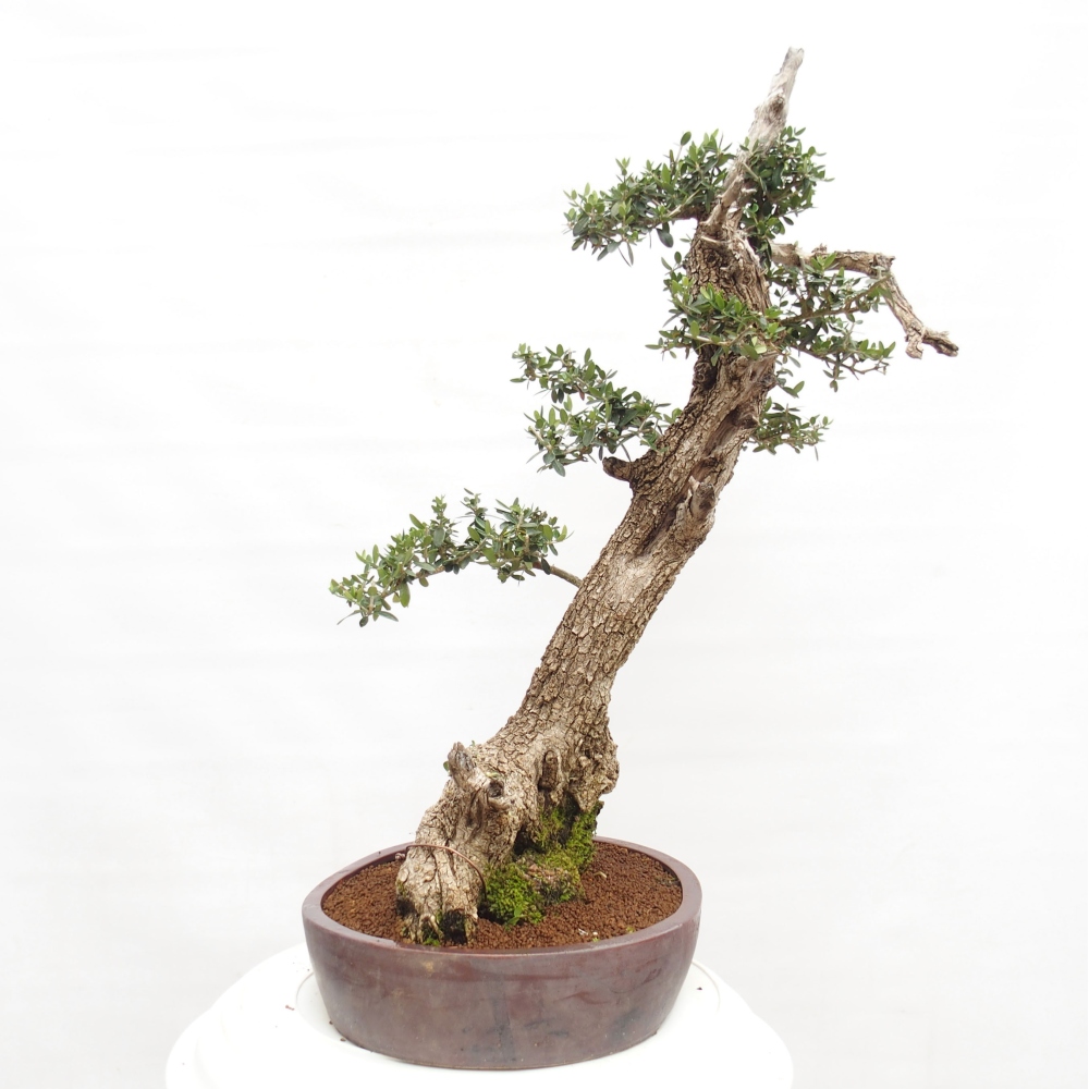 Zimmerbonsai - Olea europaea sylvestris