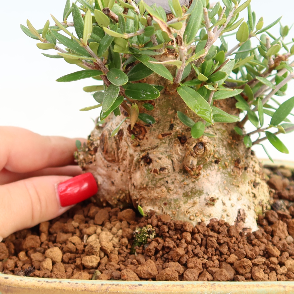 Zimmerbonsai - Olea europaea sylvestris