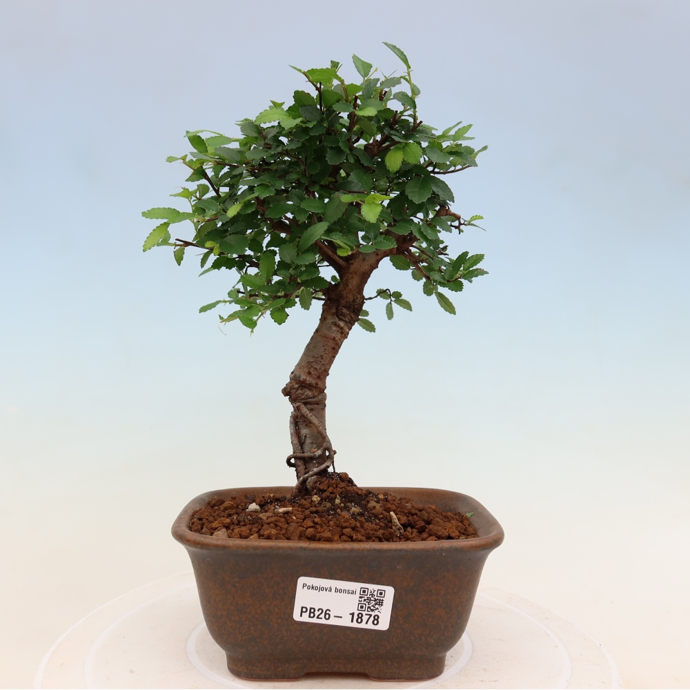 Zimmerbonsai - Ulmus parvifolia - Kleinblättrige Ulme