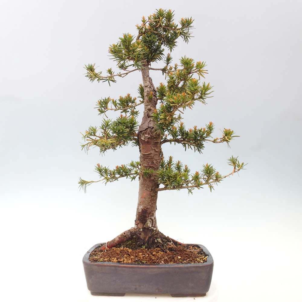 Bonsai für draußen - Taxus cuspidata - Japanische Eibe
