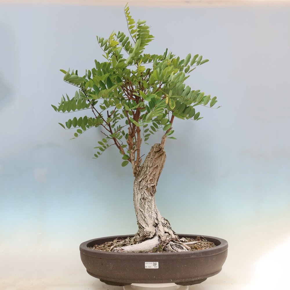 Bonsai für draußen - Dorn-Akazie - Robinia pseudoacacia