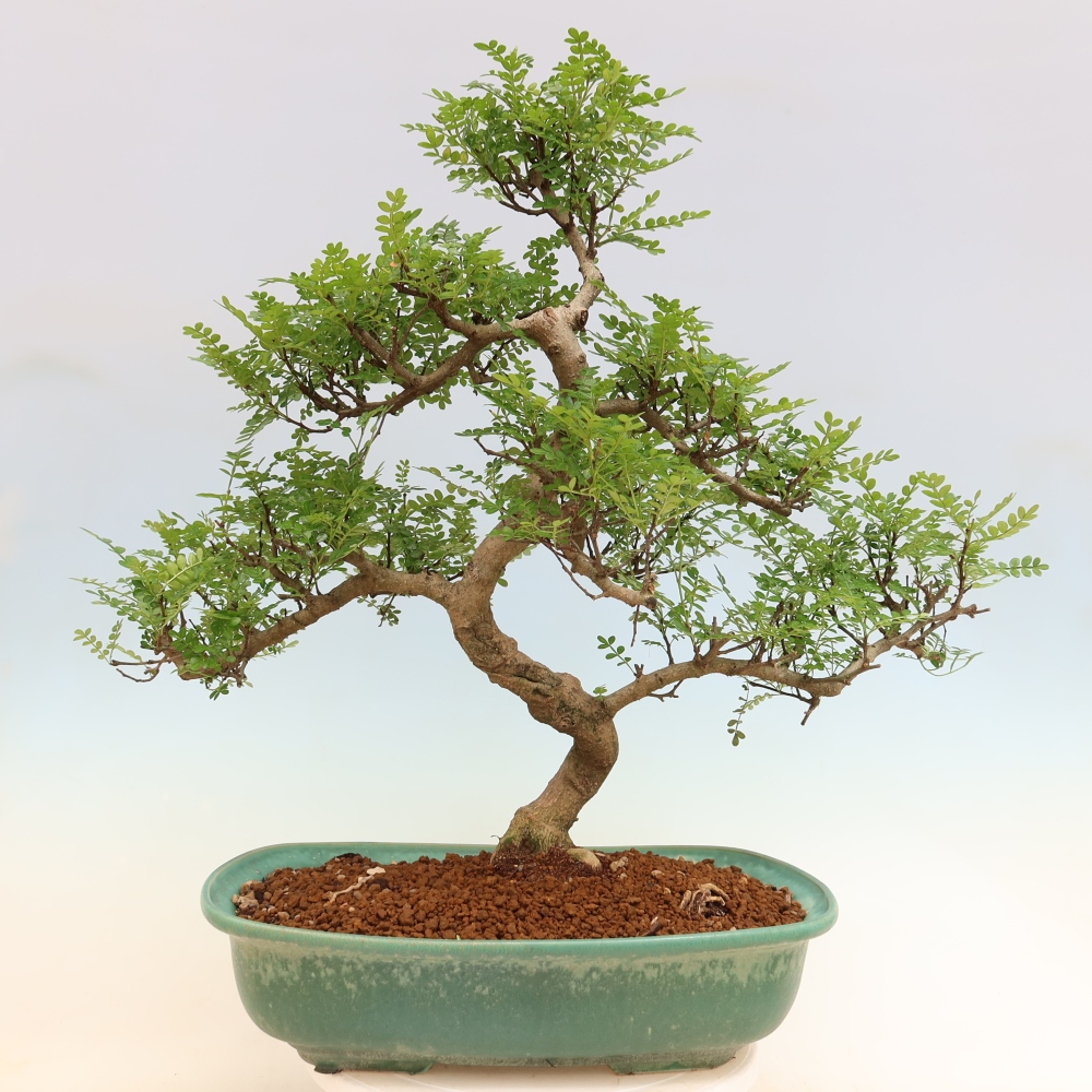 Zimmer Bonsai - Zantoxylum piperitum - Pfefferbaum