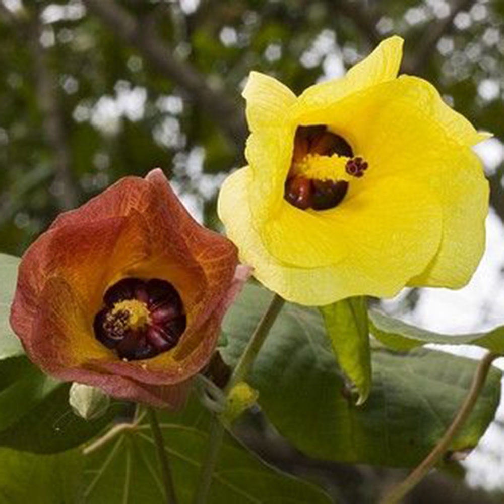 Zimmerbonsai - Hibiscus tiliaceus - Meeres-Hibiskus