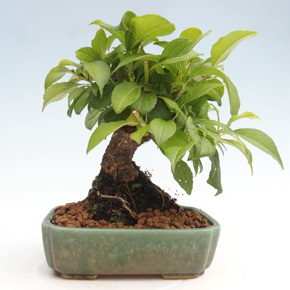 Bonsai für draußen - Celastrus orbiculatus