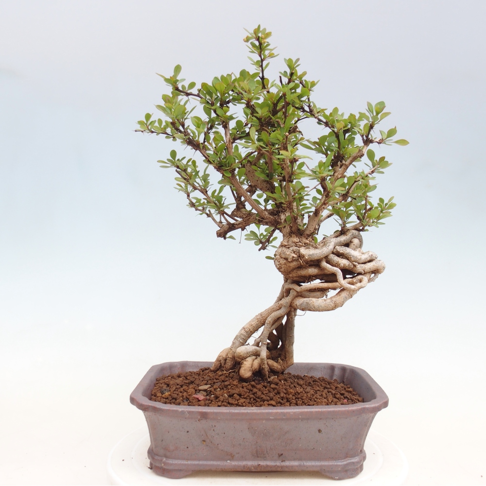 Bonsai für draußen - Berberis coreana