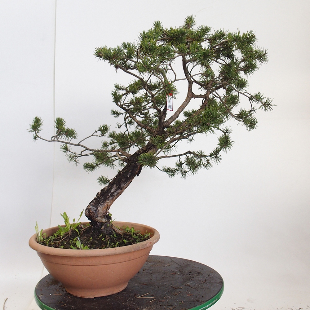 Yamadori - Pinus sylvestris Spanien