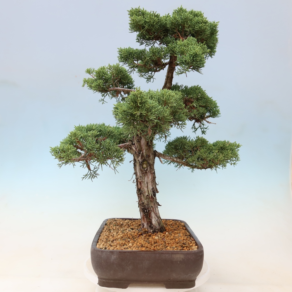 Bonsai für draußen - Juniperus chinensis Kishu