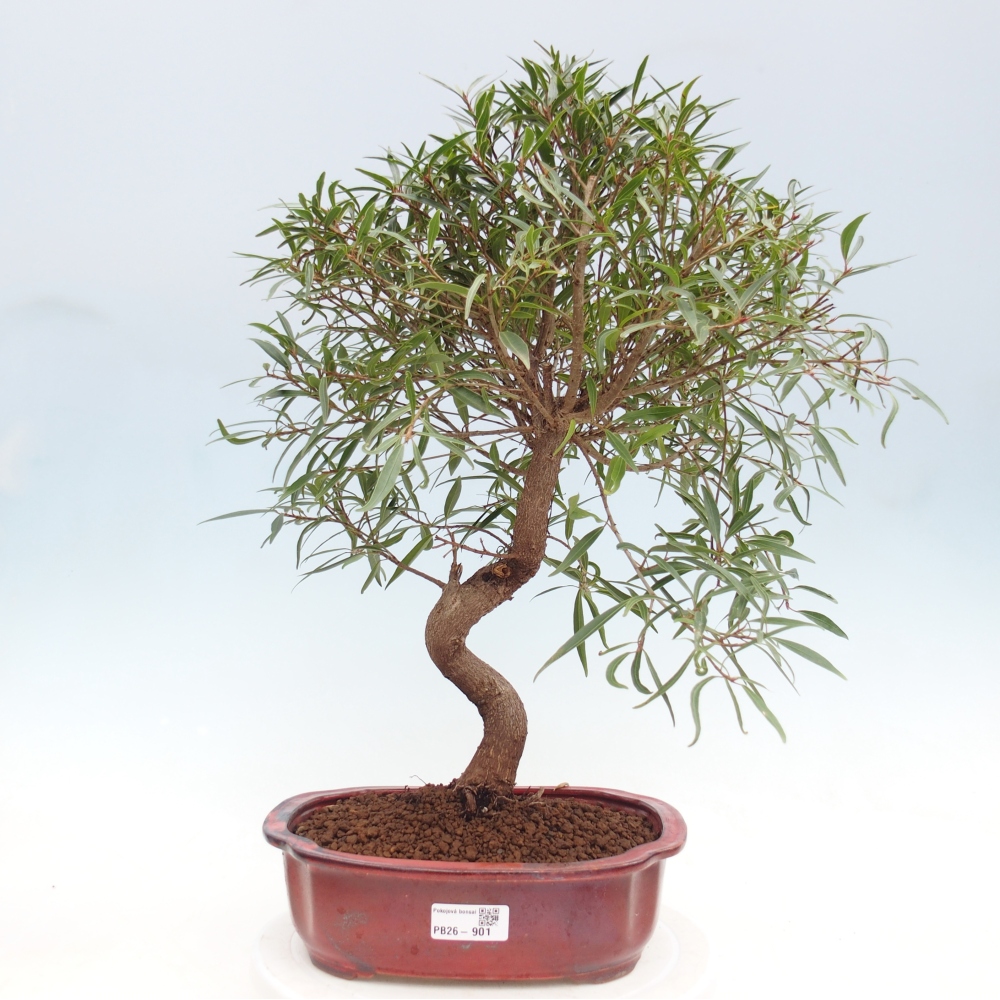 Zimmerbonsai - Ficus nerifolia - Kleinblättriger Ficus