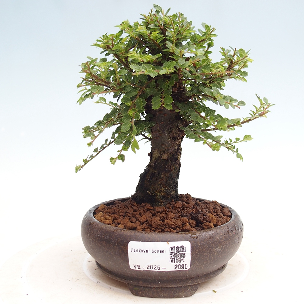 Bonsai für draußen - Ulmus parvifolia Hokkaido - Chinesische Ulme