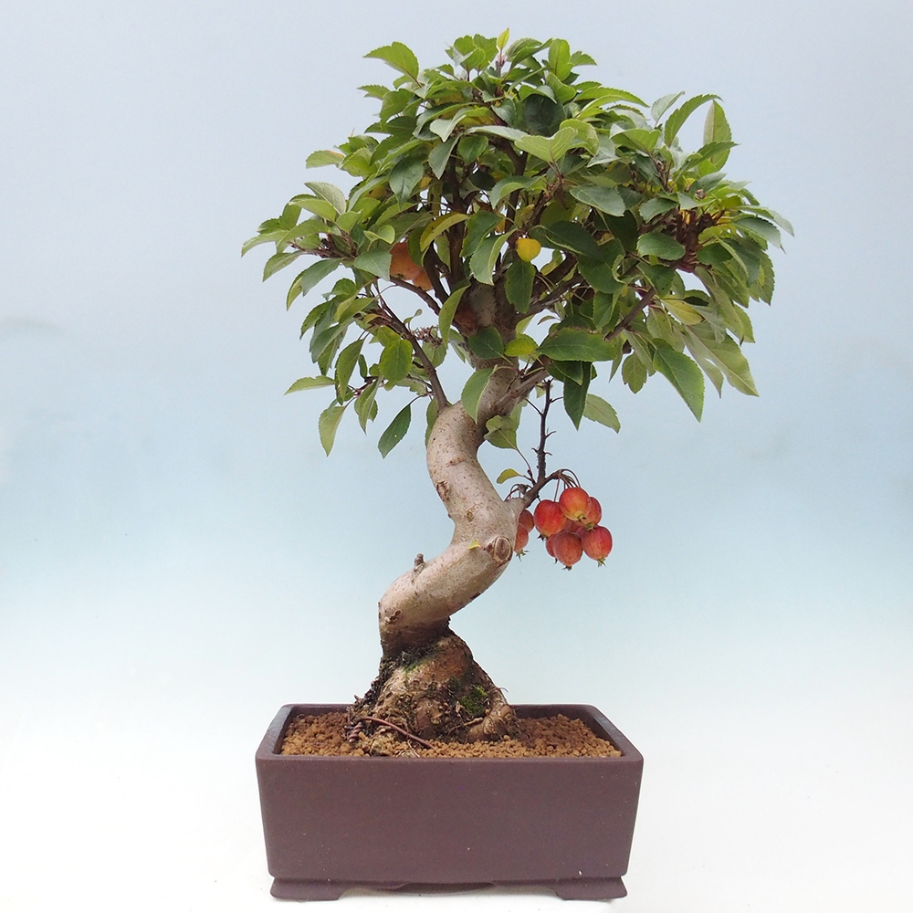 Outdoor-Bonsai -Malus halliana - Kleinfrüchtiger Apfelbaum