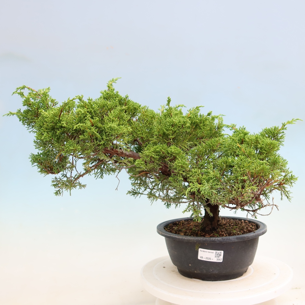Bonsai für draußen - Juniperus chinensis Itoigawa-Juniperus chinensis