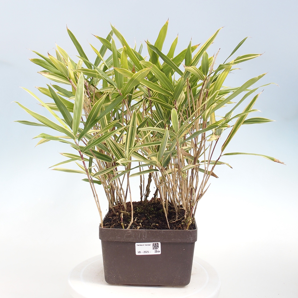 Bonsai für draußen - Sasaella masamuneana Albostriata - Bambus