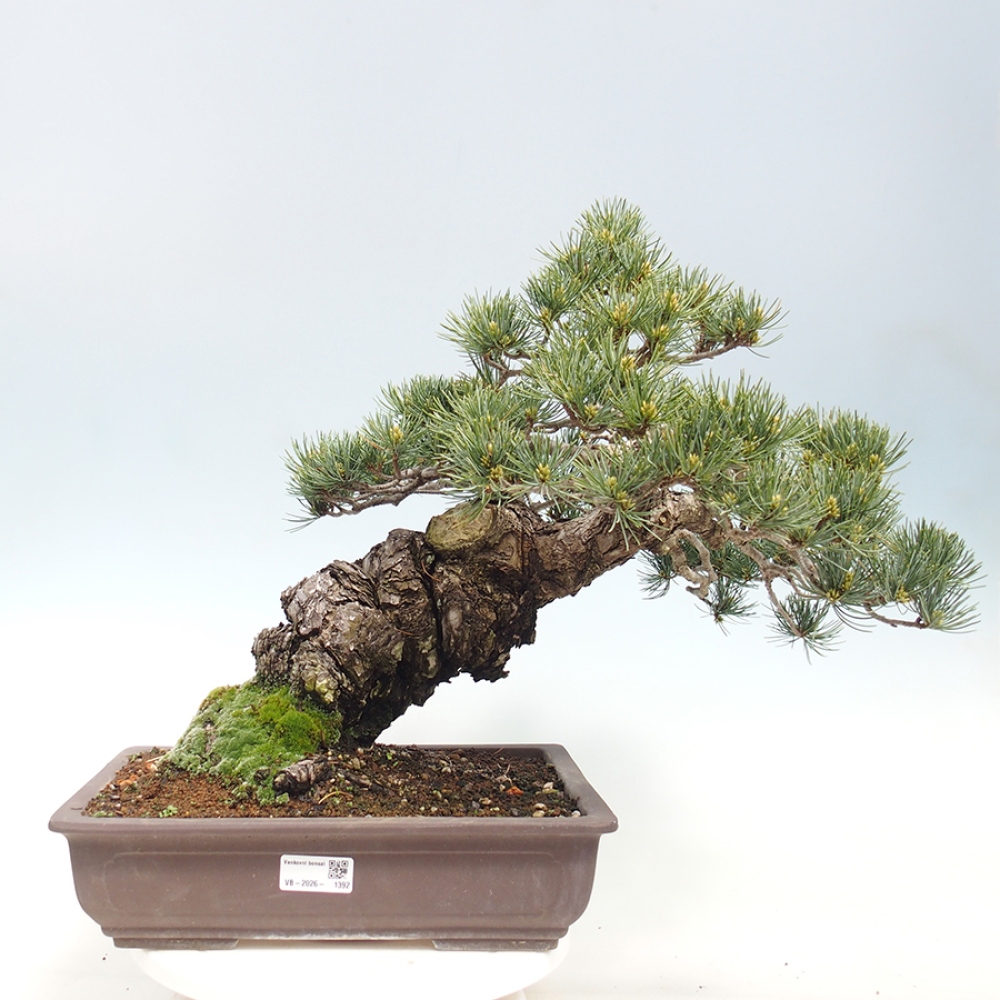 Bonsai für draußen - Pinus parviflora - Pinus parviflora