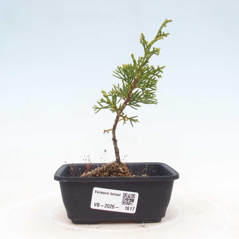 Bonsai für draußen - Juniperus chinensis Itoigawa