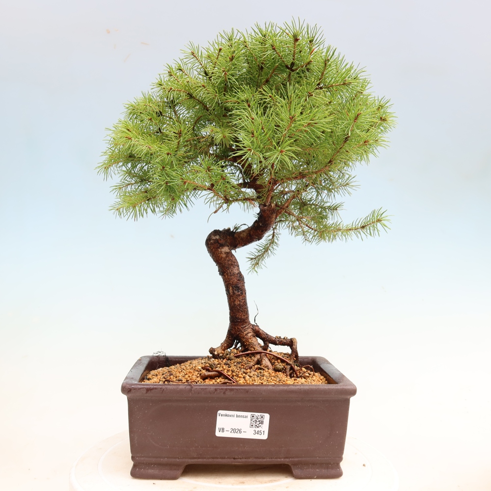 Bonsai für den Außenbereich – Graufichte – Picea glauca Globe