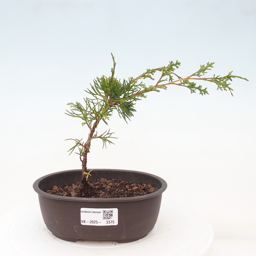 Bonsai für draußen - Juniperus chinensis Itoigawa