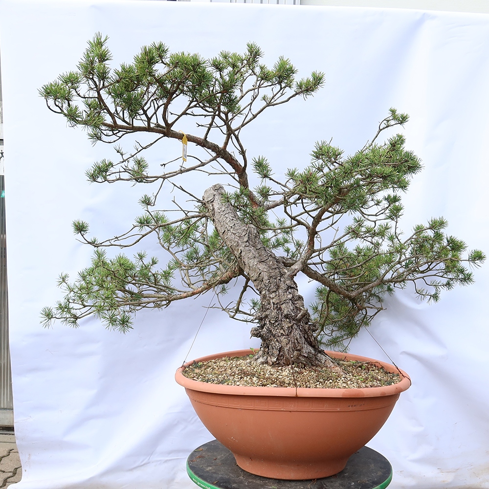 Pinus sylvestris Spanien – Waldkiefer