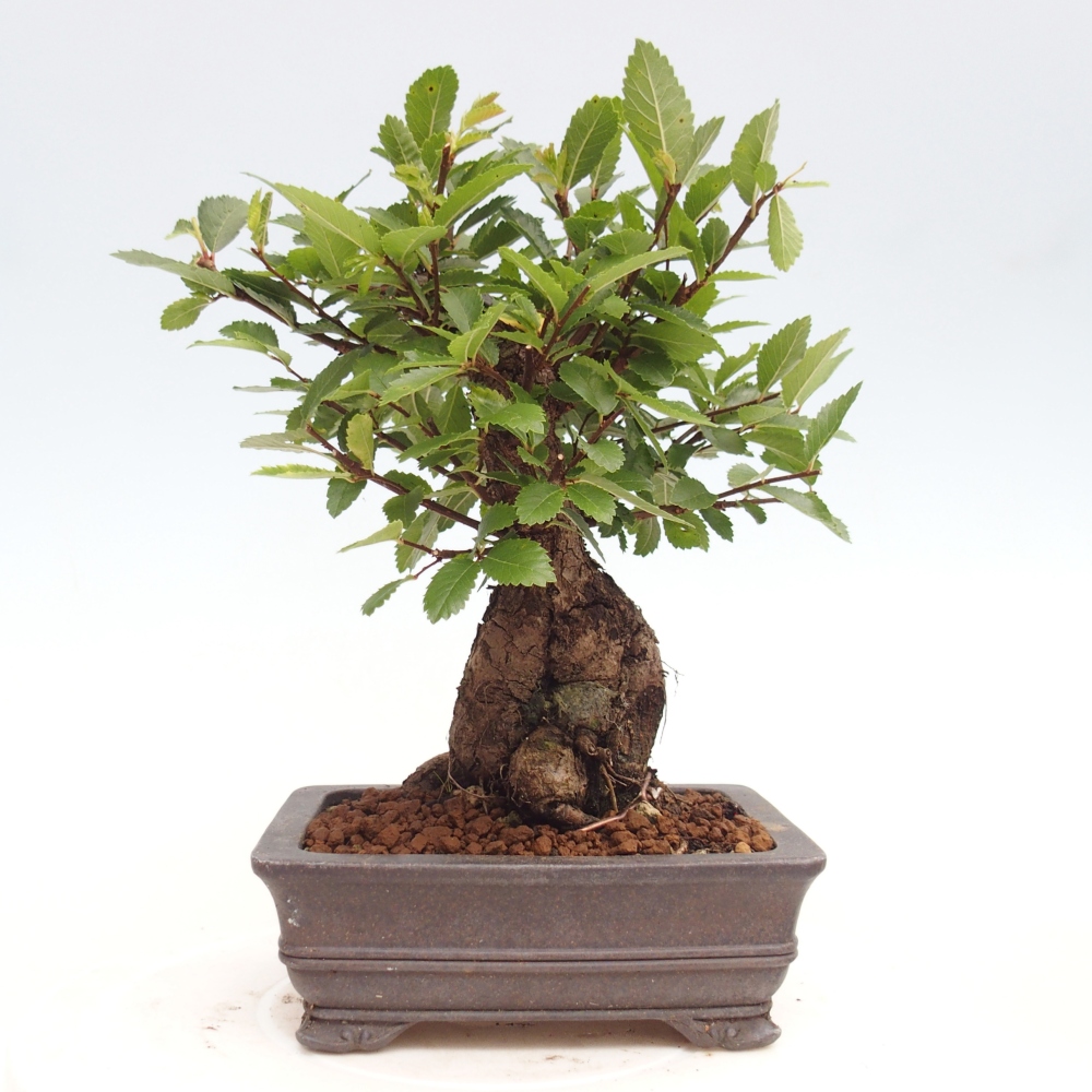 Bonsai für draußen - Zelkova - Zelkova NIRE