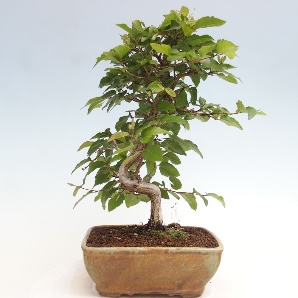 Bonsai für draußen -Carpinus CARPINOIDES - Koreanische Hainbuche