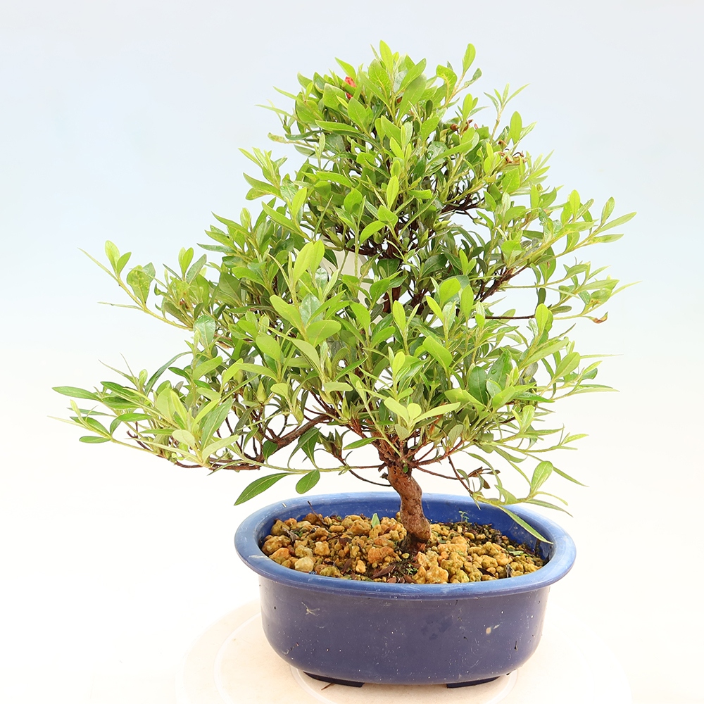 Bonsai für draußen - Japanische Azalee - Azalee Matsunami