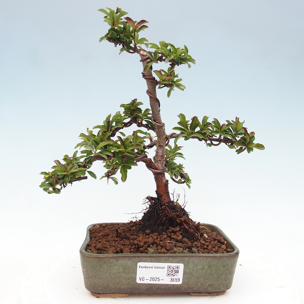 Freiland-Bonsai-Pyracantha Teton -Hlox
