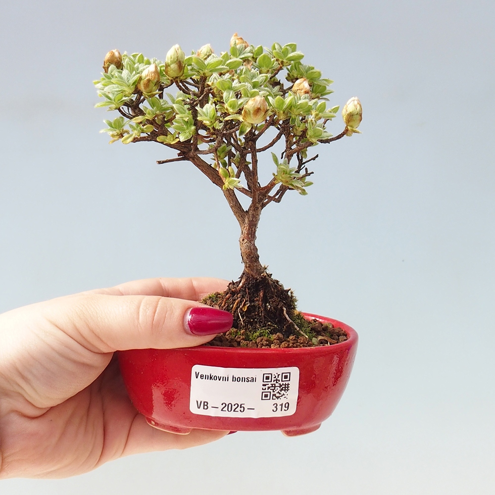 Bonsai für draußen - Rhododendron indicum - Japanische Azalee