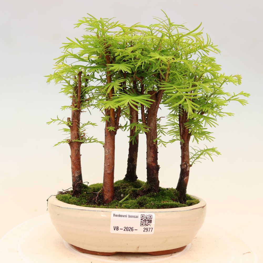 Bonsai für den Außenbereich – Metasequoia glyptostroboides – Chinesische Metasequoia – Wäldchen