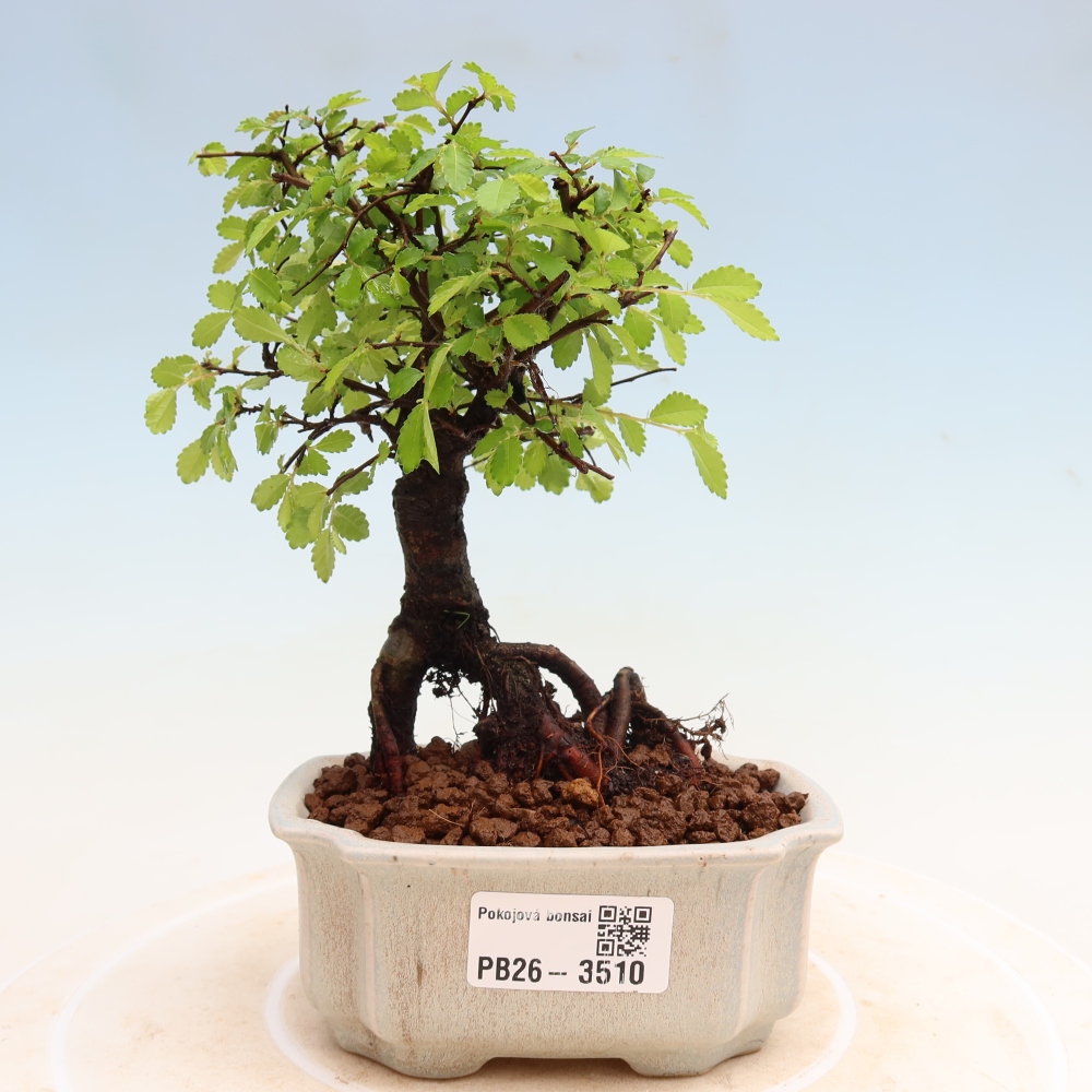 Zimmerbonsai - Ulmus parvifolia - Kleinblättrige Ulme