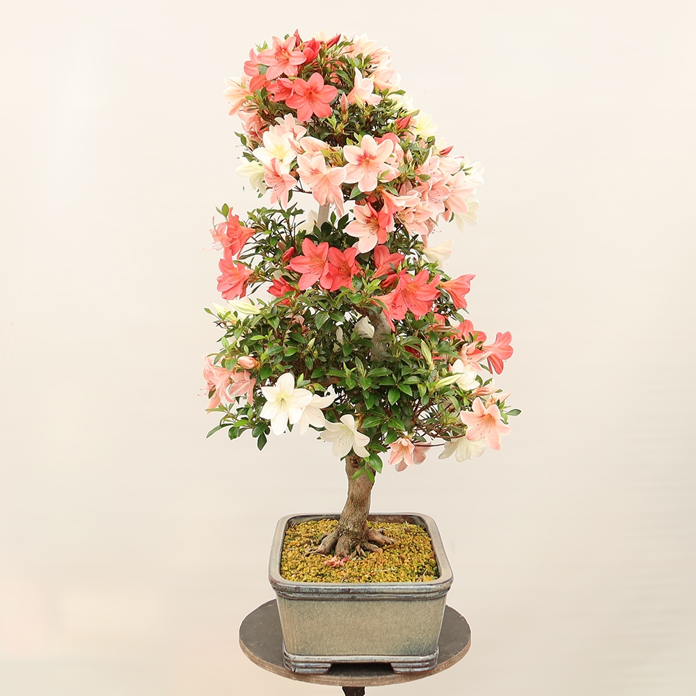 Bonsai für draußen - Japanische Azalee - Azalee Saishun