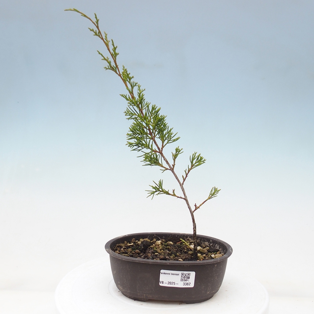 Bonsai für draußen - Juniperus chinensis Itoigawa