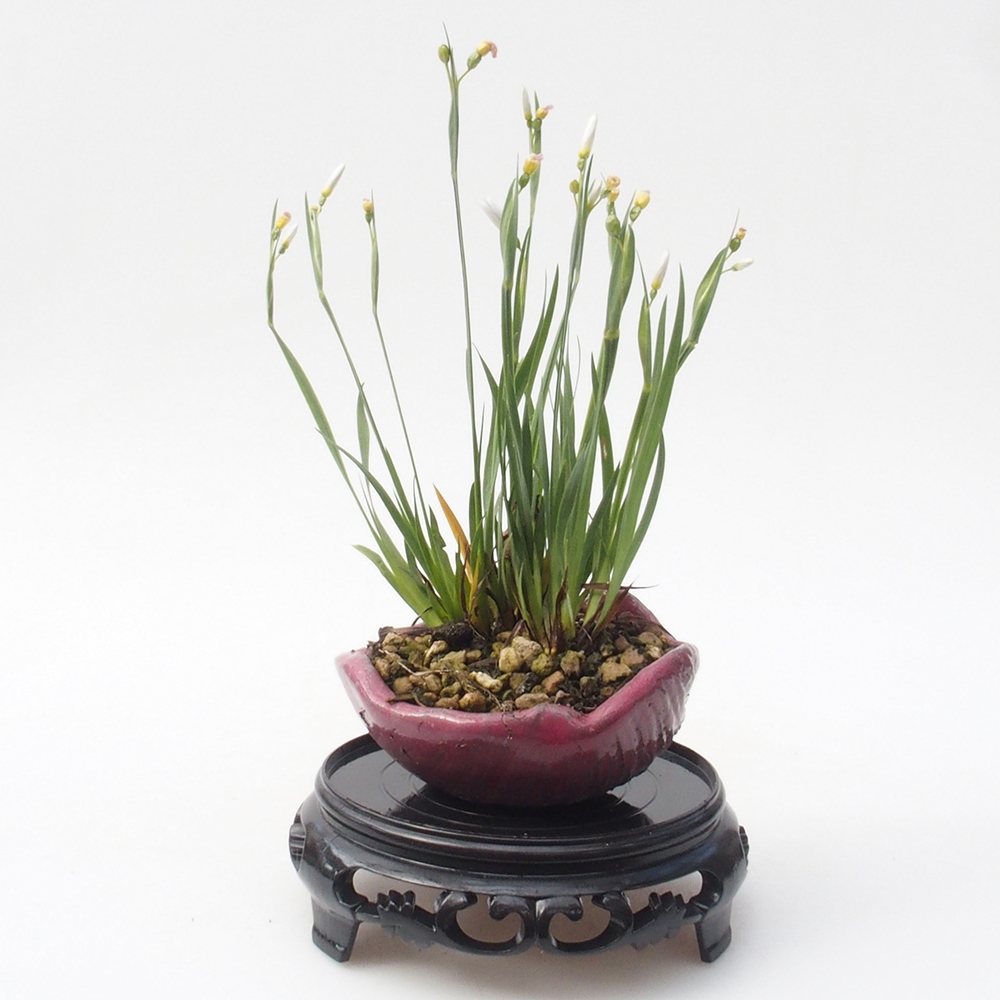 Kunststoff-Bonsai-Tisch rund 11 x 11 x 3,5 cm, Farbe schwarz