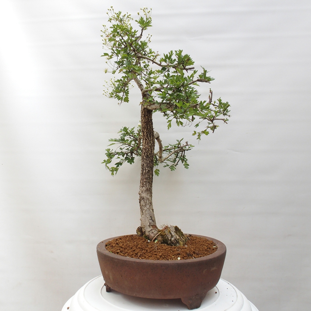 Bonsai für draußen - Weißdorn - Crataegus monogyna