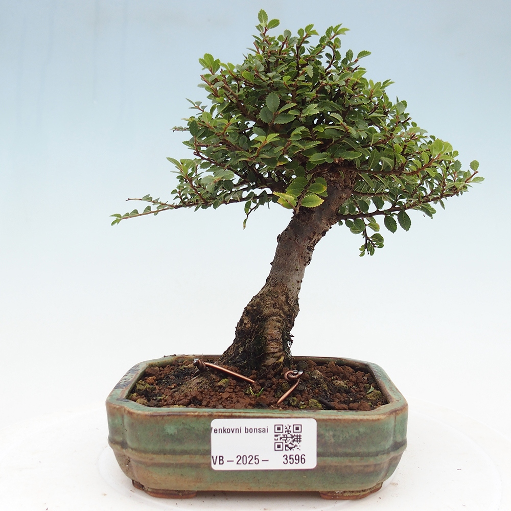Bonsai für draußen - Ulmus parvifolia Hokkaido - Chinesische Ulme
