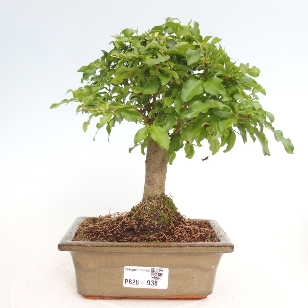 Zimmer Bonsai -Ligustrum chinensis - Vogelschnabel