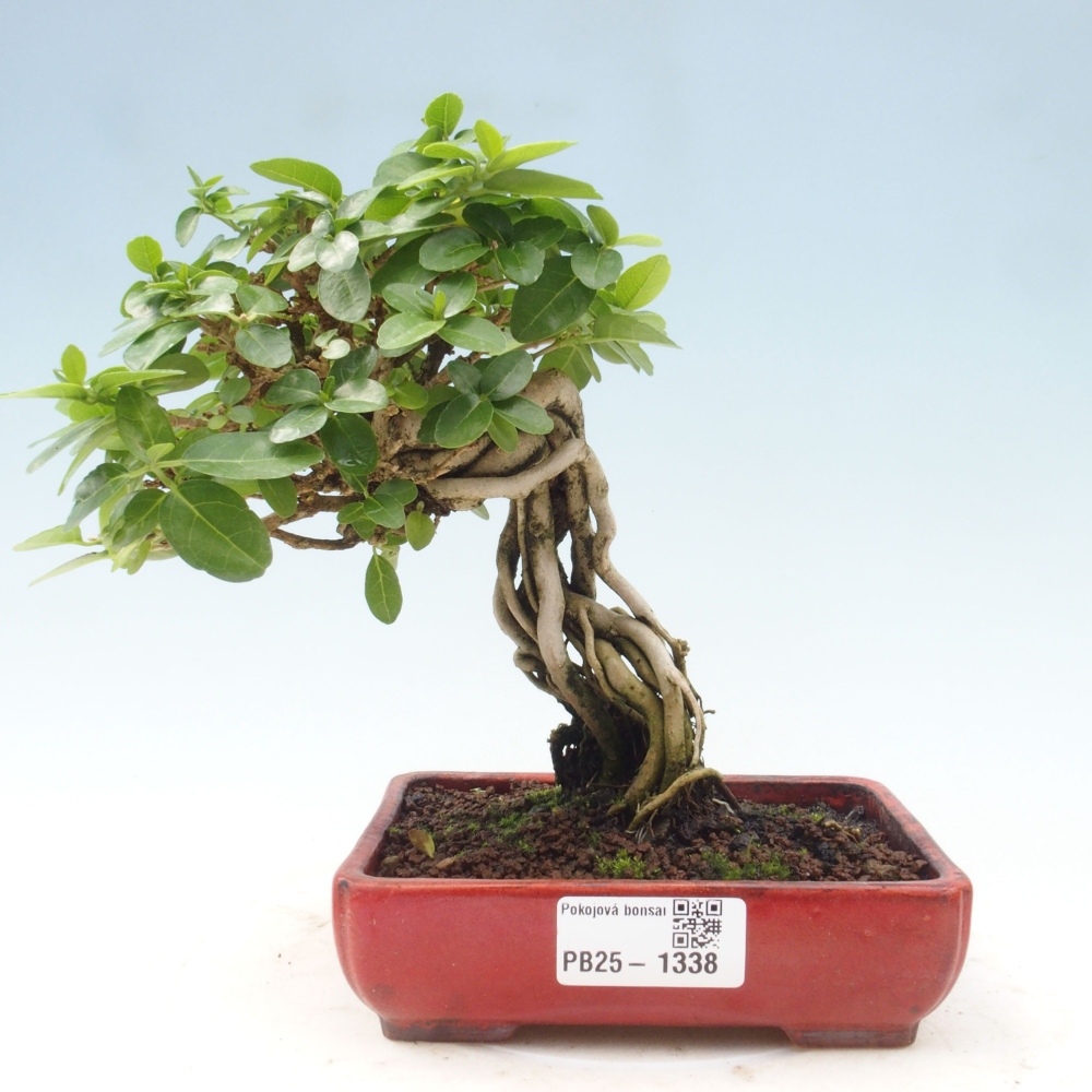 Zimmerbonsai - Premna serratifolia - Kozlovna malolista