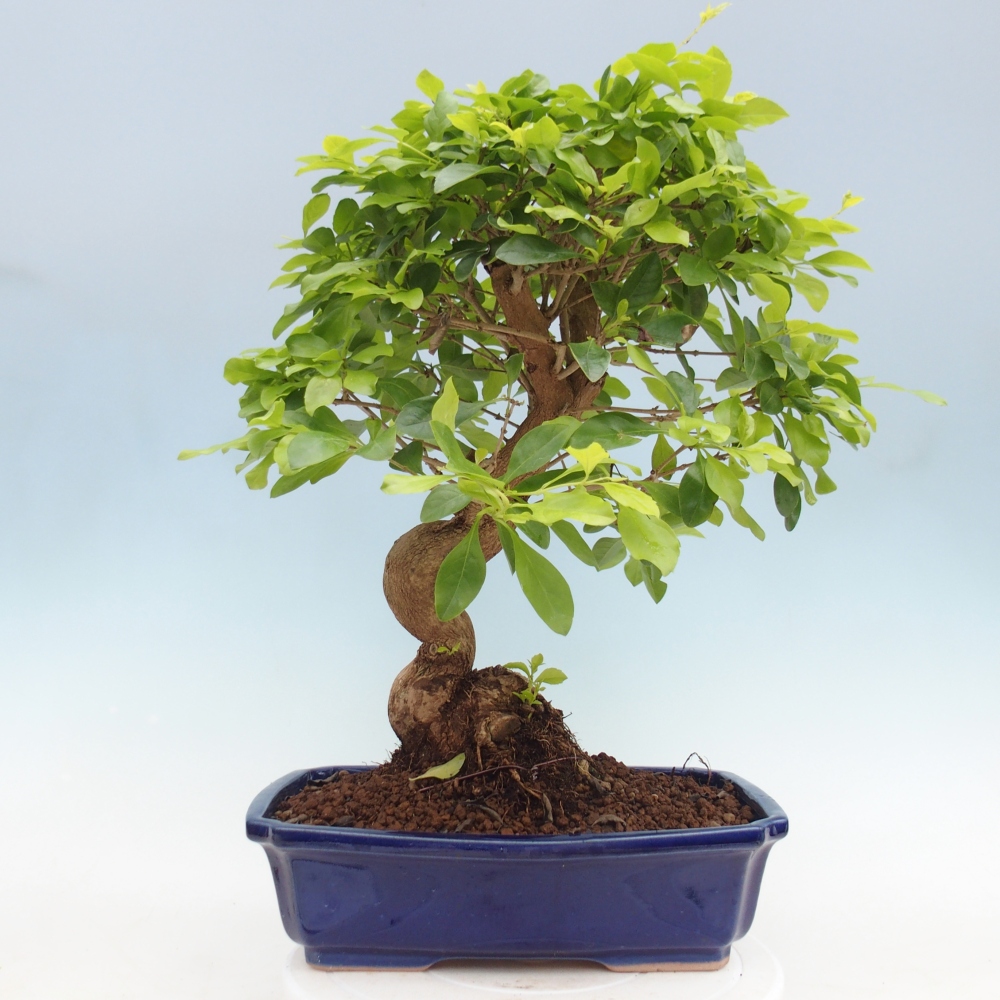 Zimmerbonsai - Duranta erecta Aurea