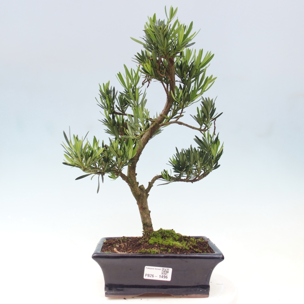 Zimmerbonsai - Podocarpus - Stein-Eibe