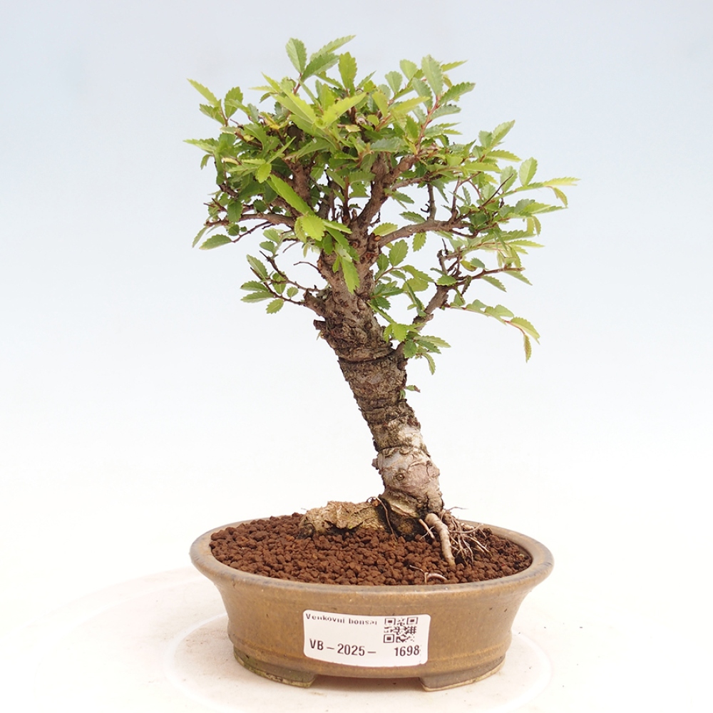 Bonsai für draußen - Zelkova - Zelkova NIRE