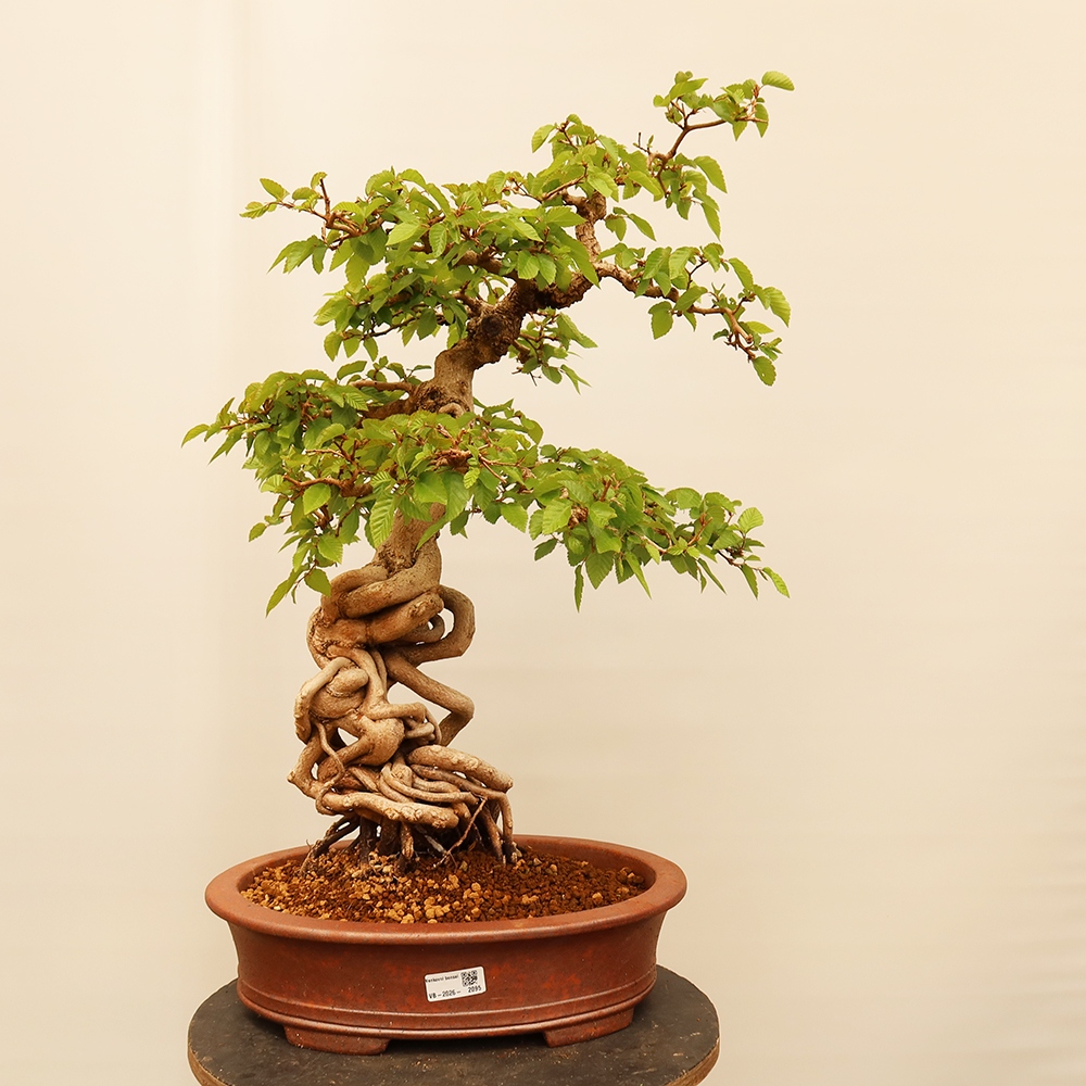 Bonsai für draußen - Karpinus Coreana - Koreanische Hainbuche