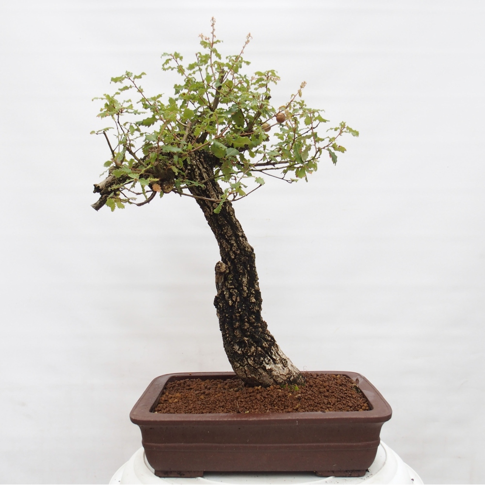 Yamadori - Quercus Ilex - Eichenstechpalme