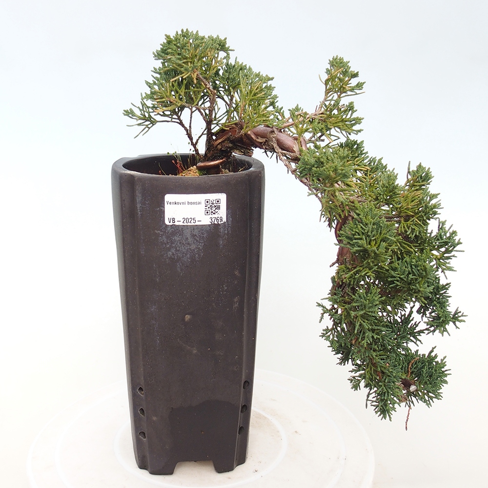 Bonsai für draußen - Juniperus chinensis Kishu