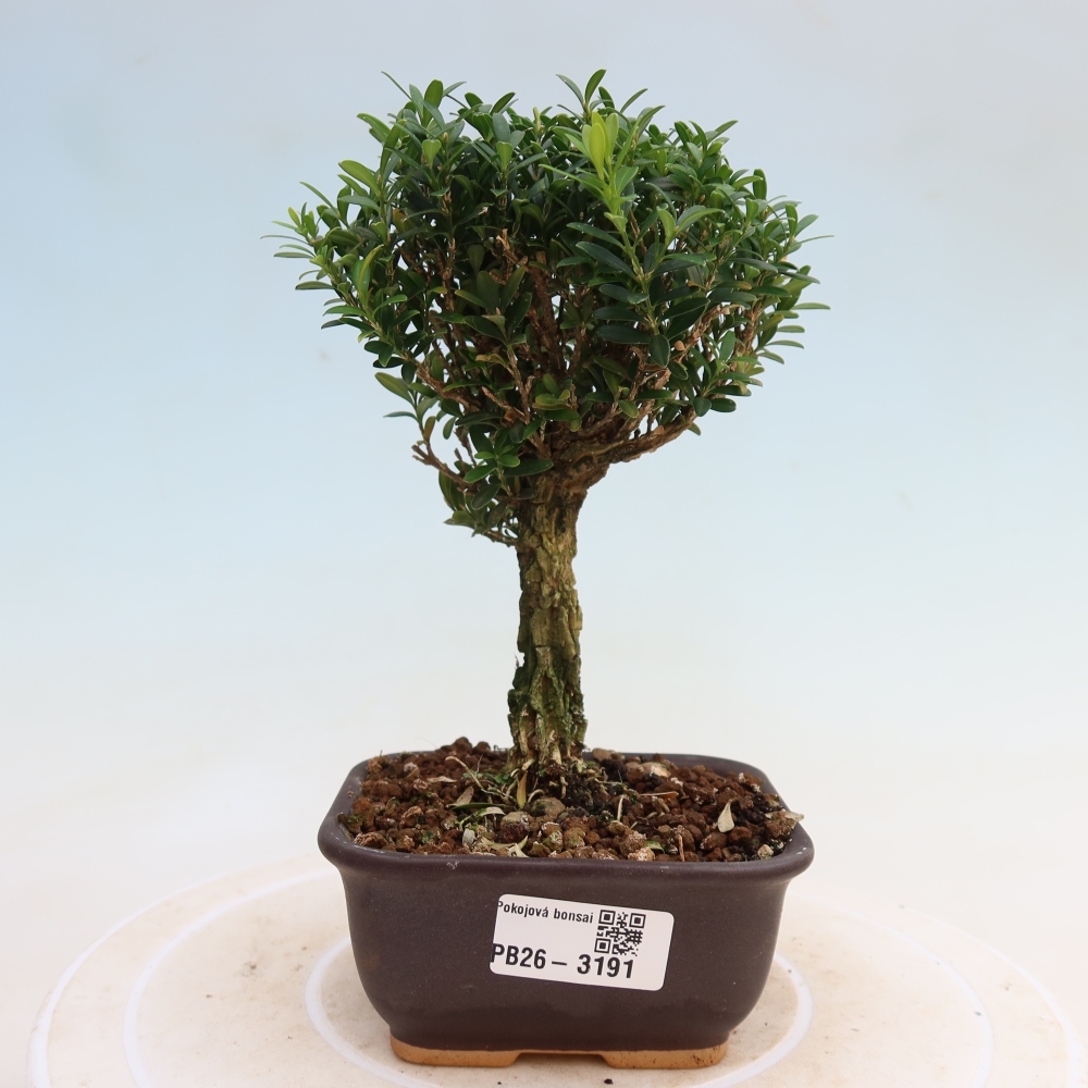 Zimmer Bonsai - Buxus harlandii - Korkbuxus